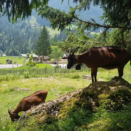 Ariana * Balderschwang